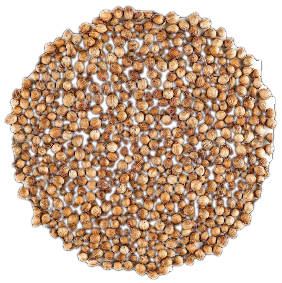 Coriander
